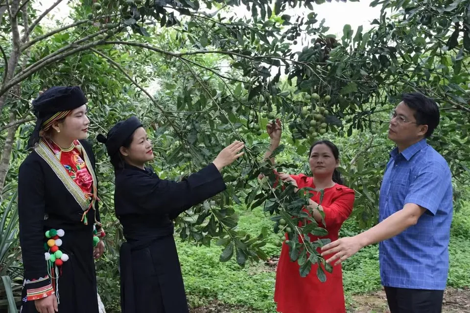 Cán bộ nông nghiệp hướng dẫn người dân trồng mắc ca