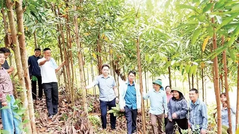 Cán bộ xã kiểm tra vườn quế trên đồi