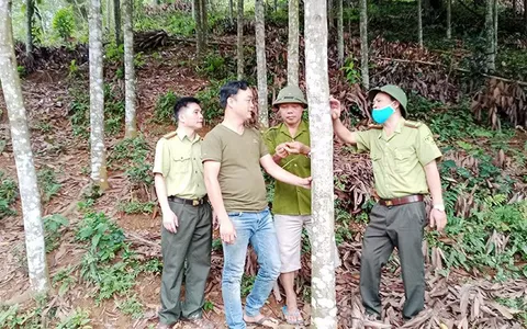 Đồi quế của gia đình anh Lý Ngọc Đình ở xóm Đồng Đình
